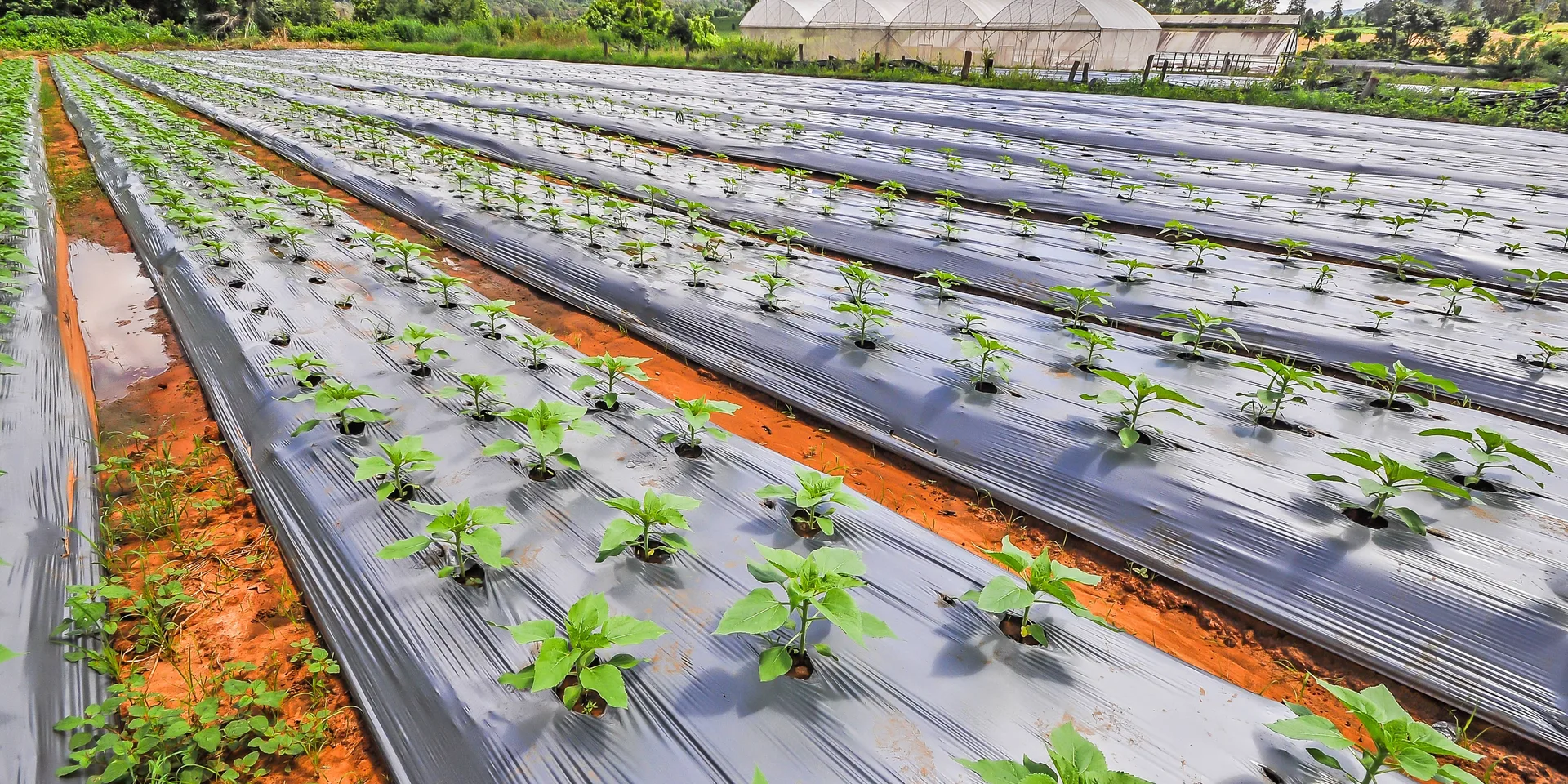 Agricultural mulch film